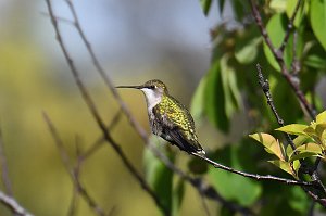 Hummingbird, Ruby-throated, 2018-05194485 Parker River NWR, MA